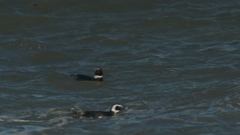 Pinguine-Schwimmen-In-Den-Wellen-Des-Ozeans