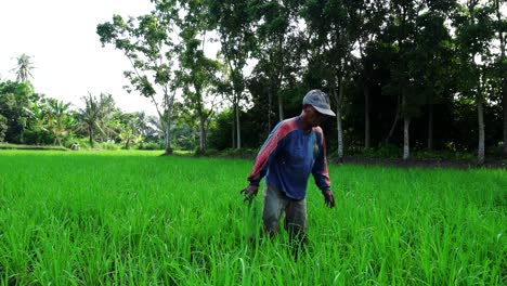 weeds-control-at-paddy-field-by-farmer