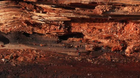 Close-up-shot-of-fire-ant-colony-living-on-the-red-wood-looking-like-canyons-of-Mars