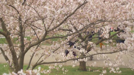 Blühende-Sakura-Bäume-Im-Stadtpark