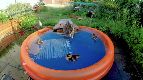 Drei-Kleine-Entenküken-Schwimmen-In-Einem-Leuchtend-Orangefarbenen-Aufblasbaren-Pool,-Bis-Eine-ältere-Ente-Hineinspringt,-Wild-Herumfährt-Und-Die-Kleinen-Entenküken-über-Den-Rand-Und-Aus-Dem-Pool-Stößt