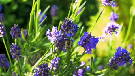 Kleine,-Lavendelfarbene-Blüten-Werden-Von-Einer-Leichten-Brise-Geblasen,-Und-Hummeln-Fliegen-Umher-Und-Nehmen-Nektar-Auf,-Um-Daraus-Honig-Zu-Produzieren
