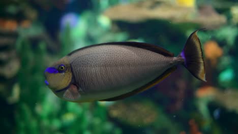 Tropical-fish-closeup