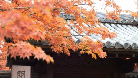 Shot-of-vibrant-orange-momiji-leaves-in-front-of-traditional-rooftop-palets-in-Kyoto,-Japan-soft-lighting-slow-motion-4K