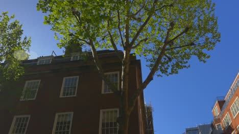 Niedrigwinkelaufnahme-Eines-Baumes-Vor-Klarem-Blauen-Himmel-In-Der-Dean-Trench-Street,-London