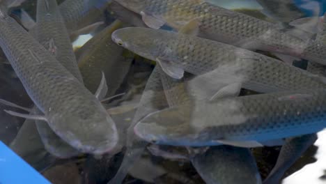 Händler-Machen-Sushi-Aus-Lebendem-Fisch-Auf-Dem-Koreanischen-Fischmarkt-In-Busan-Menschen-Kaufen-Und-Verkaufen-Frische-Meeresfrüchte-Und-Fisch-Auf-Dem-Fischmarkt-In-Südkorea