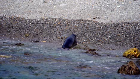 Seeelefant-An-Der-Pazifikküste,-Kalifornien