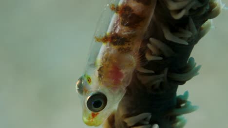 A-small-fish-with-a-transparent-body-showing-its-organs-while-breathing-underwater