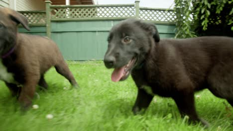 Puppies-running-and-playing,-chasing-each-other-and-the-camera-in-backyard-in-4K-slow-motion