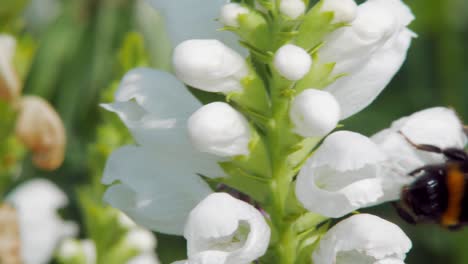 Una-Foto-Macro-De-Primer-Plano-De-Un-Abejorro-Recogiendo-Néctar-En-Flores-Blancas-De-Clethraceae