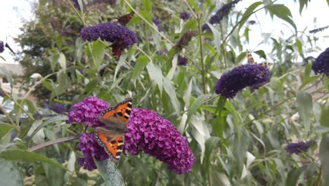 Small-tortoiseshell-butterfly-feeding-on-buddleia-flowers-in-a-garden,-with-other-butterflies-moving-in-the-background