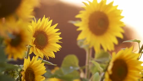 Sunflower-blossoms-in-close-up-evening-golden-hour-light