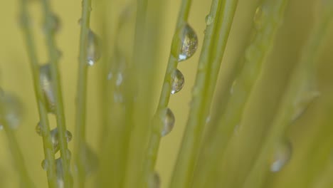 Amazing-macro-view-of-reflective-water-droplets-on-the-stem-of-plants-in-a-pond-or-water-garden
