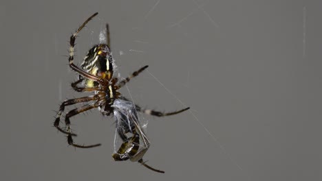 A-black-Metepeira-spider-feeding-off-it's-prey's-liquified-internal-organs---Close-up