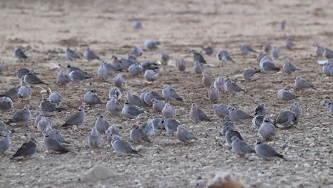 Bevy-of-Cape-Turtle-Doves-groom-themselves-in-the-Kalahari-Desert