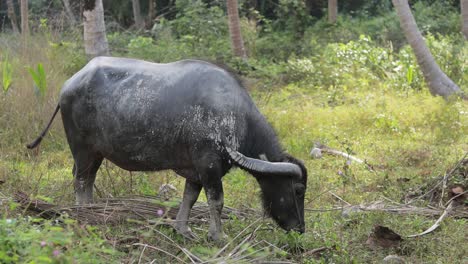 A-black-Water-Buffalo-feeding-on-healthy,-lush,-green-grass-in-a-farm-in-Thailand---Wide-shot