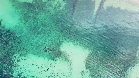 Korallen-Wachsen-Auf-Weißem-Sand-Des-Meeresbodens-Unter-Ruhigem,-Klarem-Wasser-Einer-Flachen-Türkisfarbenen-Lagune-In-Der-Nähe-Des-Weißen-Strandes-Auf-Den-Seychellen