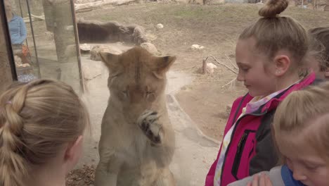 Eine-Löwin-Im-Zoo-Würde-Diese-Kinder-Fressen,-Wenn-Das-Glas-Nicht-Da-Wäre