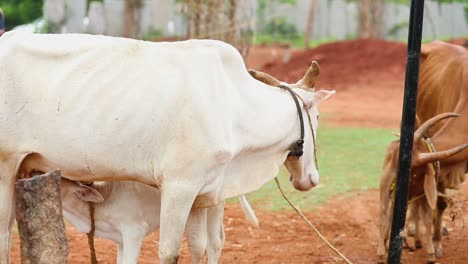 Young-calf-feeds-off-mother-calf's-teet