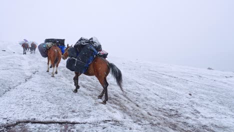 Fully-loaded-pack-horses-ascending-the-Gergeti-glacier-on-the-way-to-Mt