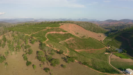 Panorama-Aéreo-De-Los-Campos-De-Plantas-De-Café-En-Las-Zonas-Rurales-De-Brasil