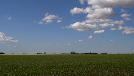 View-of-a-field-sown-with-soy,-on-a-sunny-afternoon,-with-some-patches-of-clouds-in-the-blue-sky