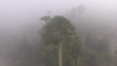 Aerial-drone-rotating-around-an-Araucaria-tree-on-a-foggy-day