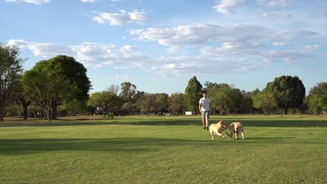 man-playing-fetch-with-two-labradors