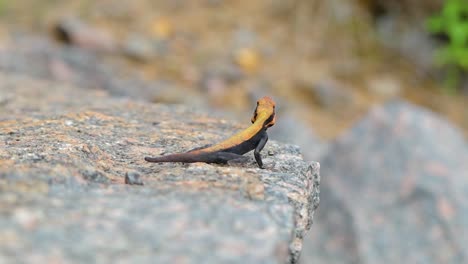 Depth-of-field-Oriental-Garden-Lizard-Black-and-orange-standing-on-a-rock,-India