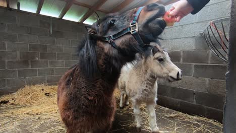 Two-Miniature-Horses-Inside-Their-Cage-In-Clonfert-Pet-Farm,-Chewing-Their-Savory-Food-Into-Pieces---Close-Up-Shot