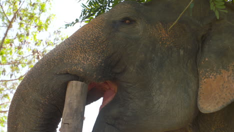 Cerca-De-Un-Elefante-Asiático-Trompeando