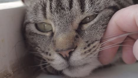 Sleepy-young-striped-tabby-enjoying-affection-from-owner-macro-shot