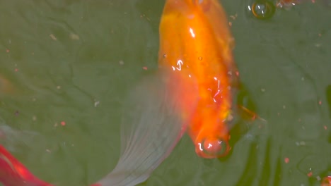 Close-up-top-down-shot-of-orange-koi-breathing,-open-mouth-and-looking-for-food-in-lake