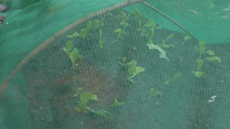 Lettuce-sprouting-under-netting-in-vegetable-garden