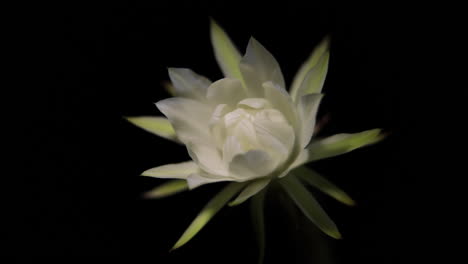 Echinopsis-Kaktus-Wächst-Von-Der-Knospe-Zur-Blüte-–-Makroaufnahmen-Der-Knospe-Zur-Blüte,-Die-Dann-Verblasst