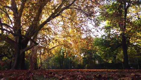 Statische-Aufnahme-Spektakulärer-Riesiger-Bäume-Im-Margaret-Park-In-Budapest-Mit-Goldenen-Herbstfarben-Und-Fallenden-Blättern