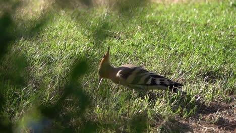 Eurasian-Hoopoe-hunting-in-the-grass,-slow-motion-clip