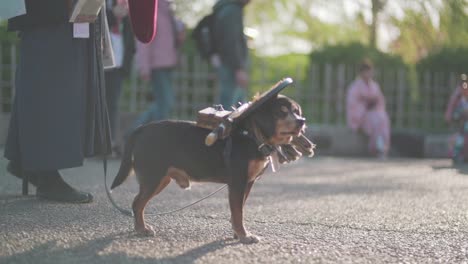 Entzückender-Samurai-Hund,-Der-Neben-Einem-Traditionell-Gekleideten-Japanischen-Flötenmann-Im-Maruyama-Park-In-Kyoto,-Japan,-Steht