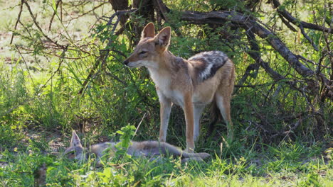 Mother-jackal-cleans-her-young-pup,-stands-alert-and-cautious-when-something-catches-her-attention