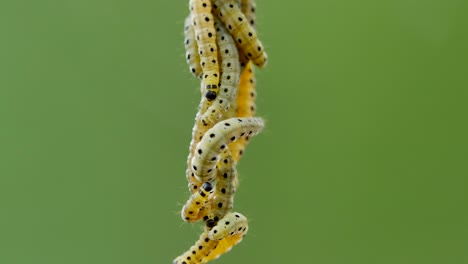 Close-up-view-of-caterpillar-family-rappeling-down-of-web-in-forest