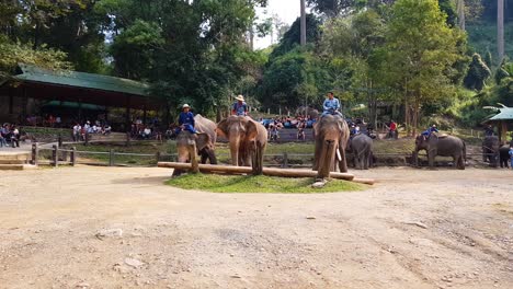 Espectáculo-De-Elefantes-En-Chiang-Mai-P1