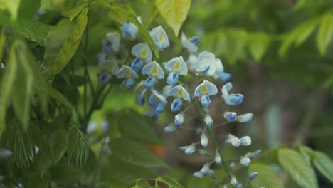 Wisteria-Sinensis-Blütenblätter-öffnen-Sich-Im-Frühling-Aus-Nächster-Nähe