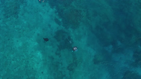 A-beautiful-Chevron-Manta-Ray-swimming-away-from-people-in-the-blue,-clear-waters-of-the-Yasawa-Islands---top-view