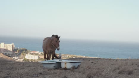 Ein-Wunderschönes-Braunes-Pferd-Auf-Dem-Hügel,-Das-Wasser-Trinkt-Und-Sich-Vom-Boden-Aus-Ernährt,-Mit-Dem-Meer-Im-Hintergrund