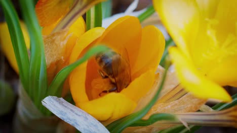 Honey-bee-collecting-pollen-and-nectar-from-an-orange-garden-flower,-slow-motion