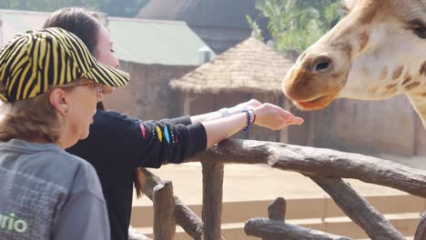 Mädchen-Füttert-Süße-Giraffe,-Die-Ihren-Kopf-In-Ihre-Hände-Legt
