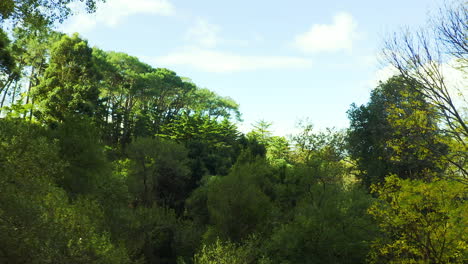 Donde-Los-árboles-Tocan-El-Cielo