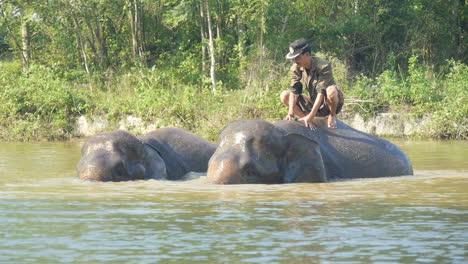 Single-Trainer-Bathes-Two-Sumatran-Elephants-Together,-Medium-Wide-Shot