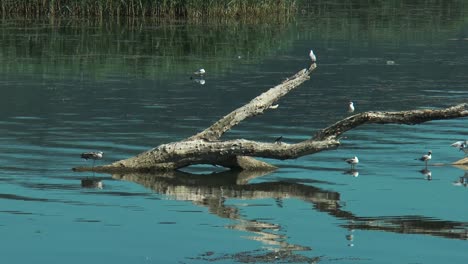 Seagulls,-Larus-canus,-resting-on-the-water-during-a-sunny-summer-day