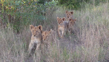 Close-view-of-group-of-lion-cubs-in-tall-grass-approaching-camera